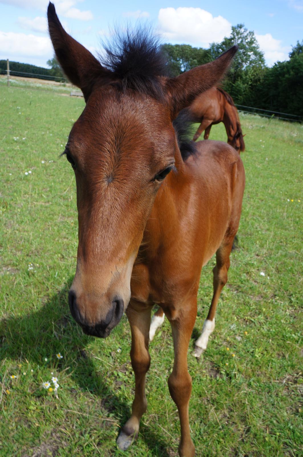 Paso-Peruanos Kinggardens Florita R.I.P. billede 4
