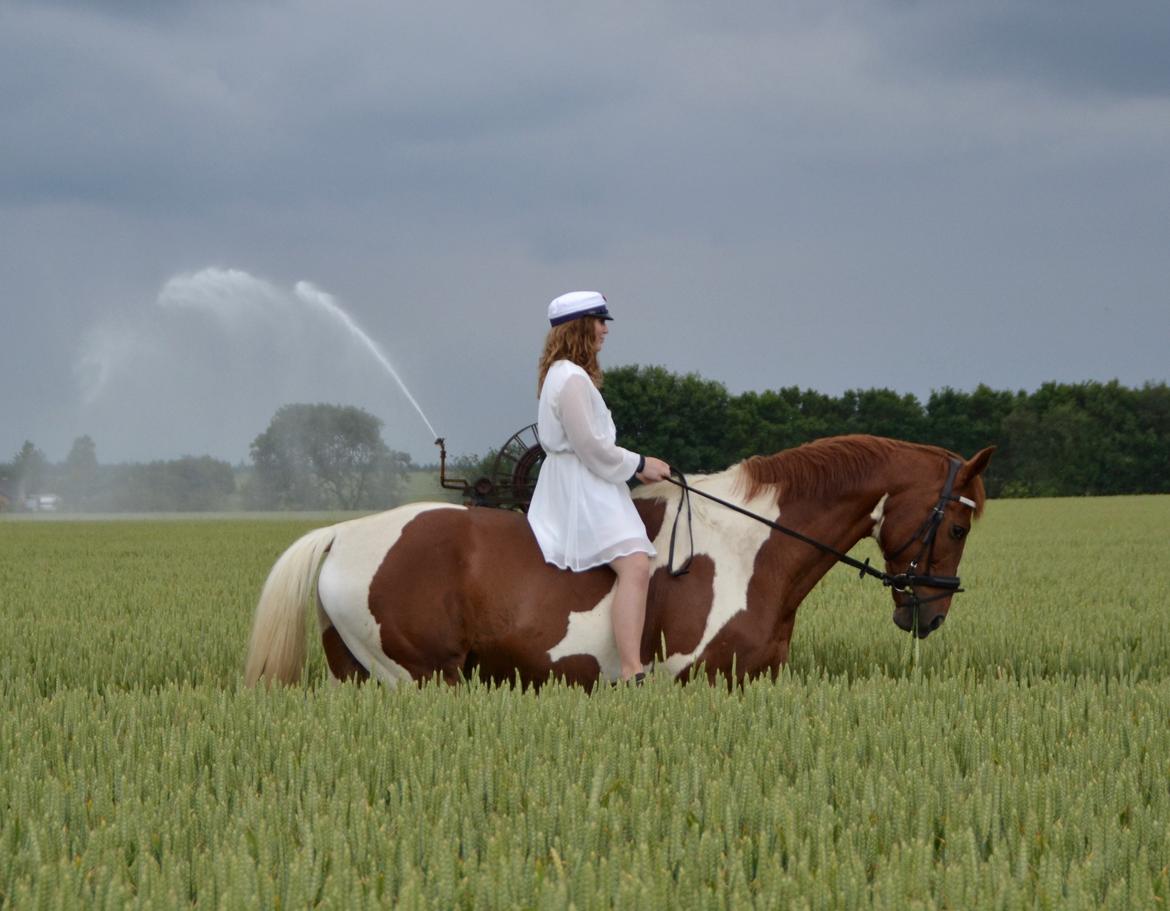 Pinto Hedens maki [HIMELHEST] billede 3