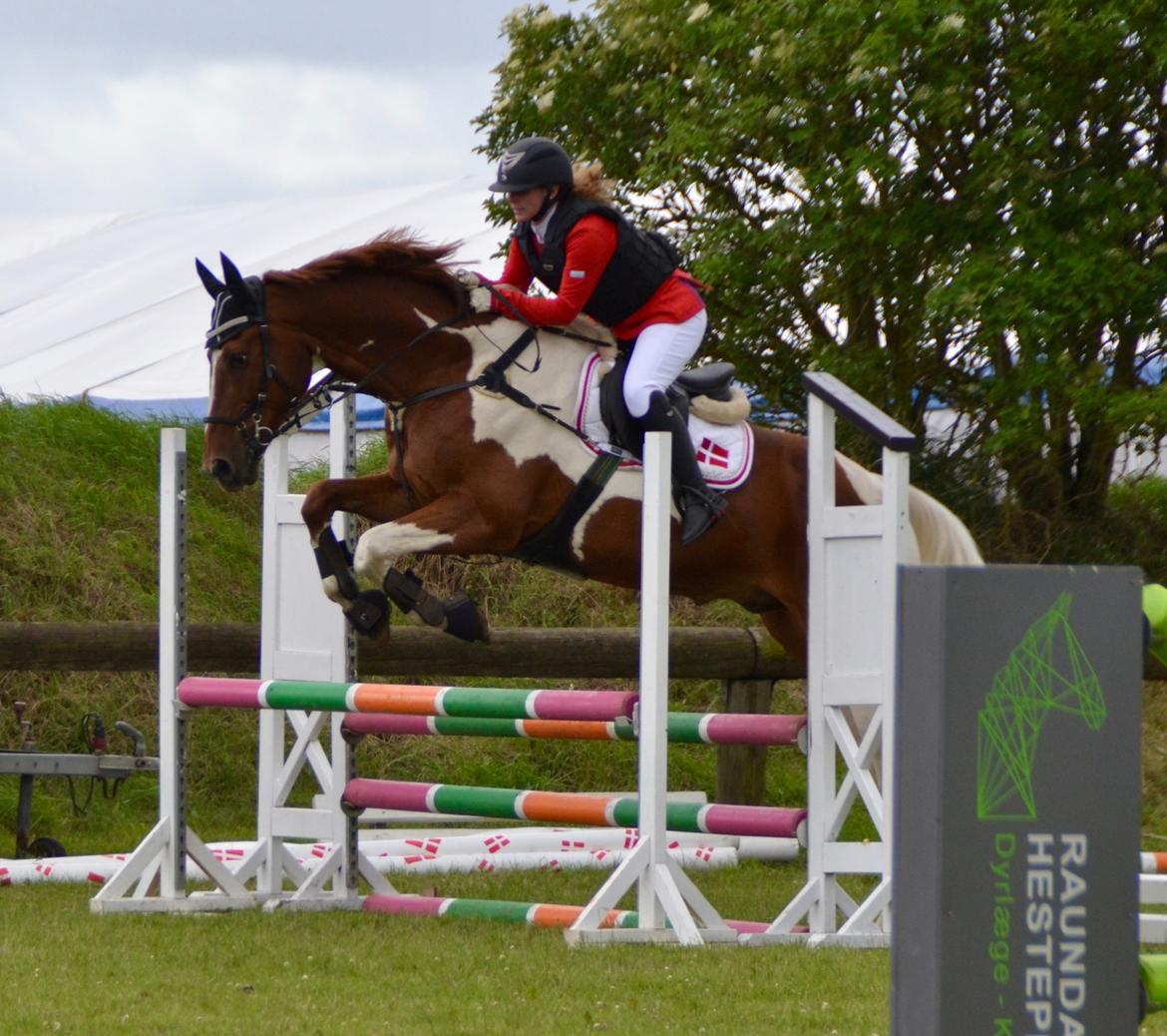 Pinto Hedens maki [HIMELHEST] billede 1