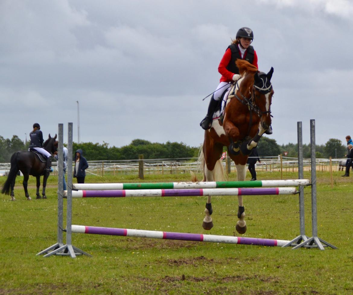 Pinto Hedens maki [HIMELHEST] billede 4