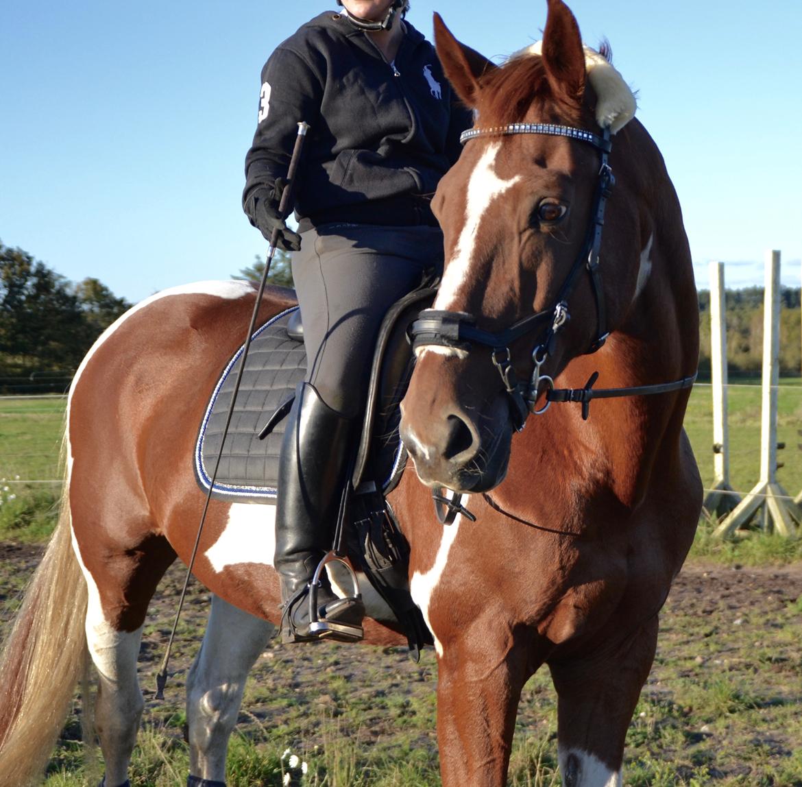 Pinto Hedens maki [HIMELHEST] billede 7