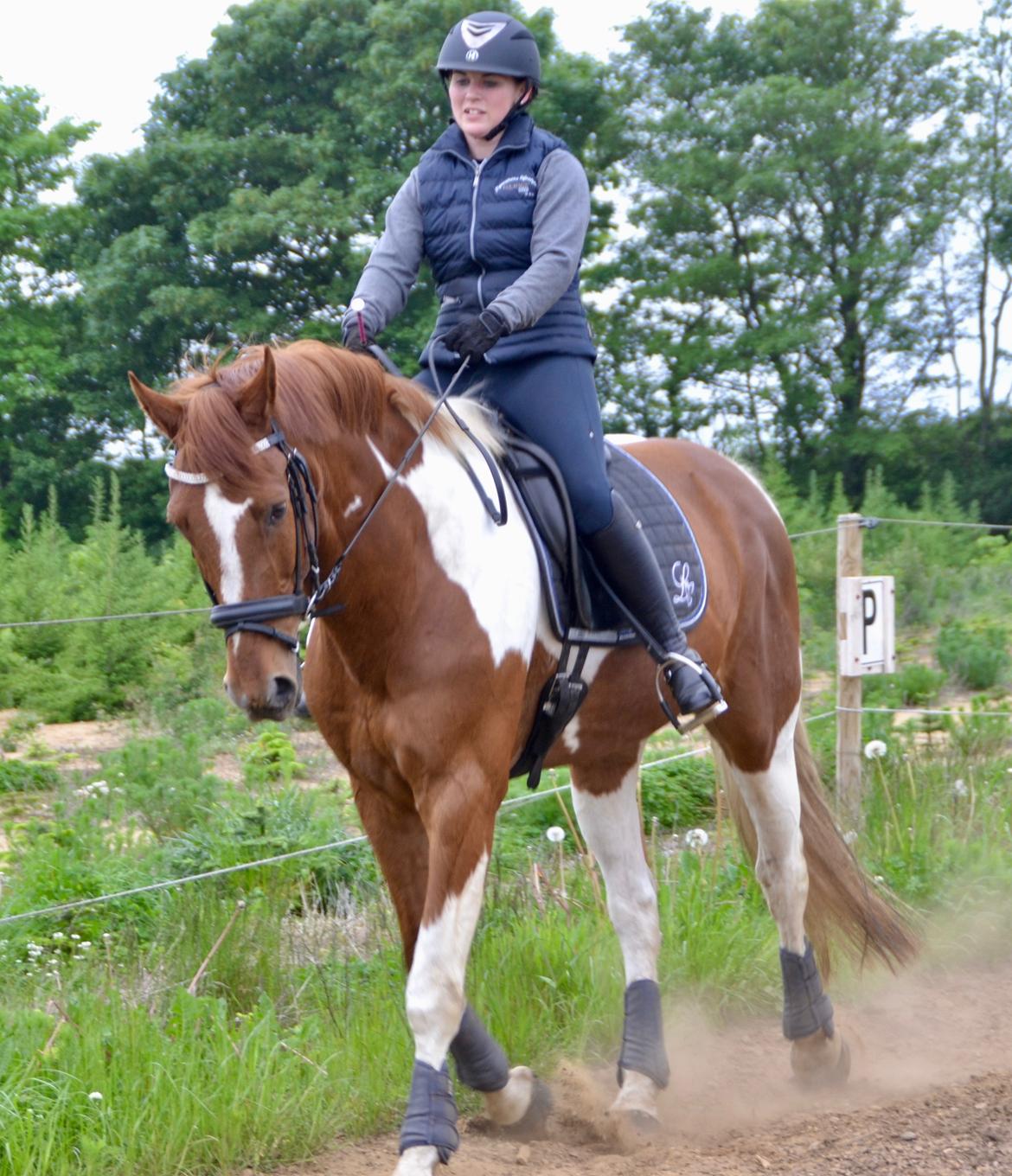 Pinto Hedens maki [HIMELHEST] billede 2