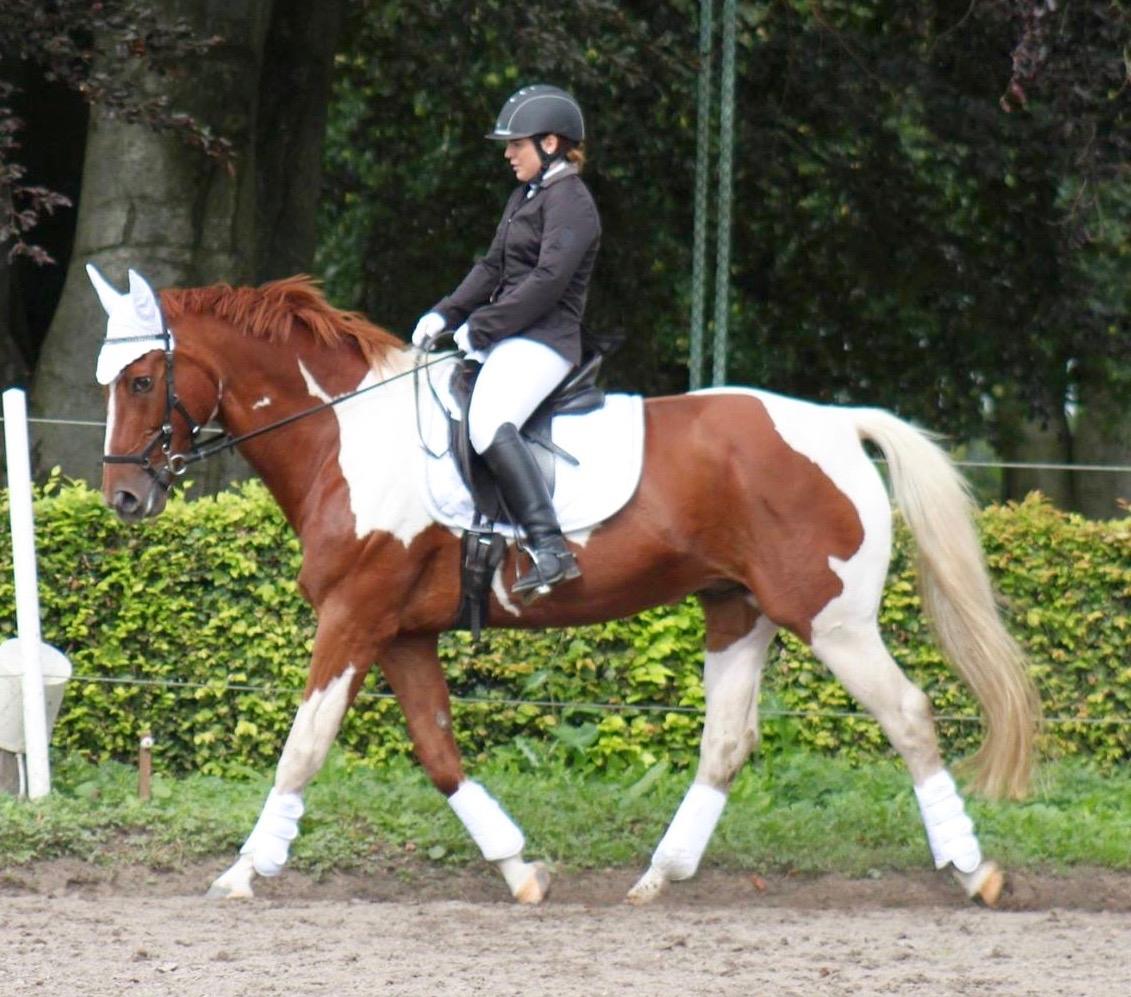 Pinto Hedens maki [HIMELHEST] billede 20