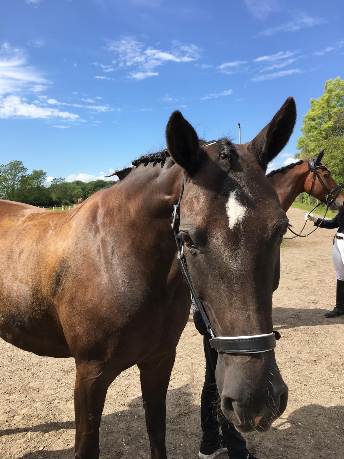 Anden særlig race Soffi billede 2