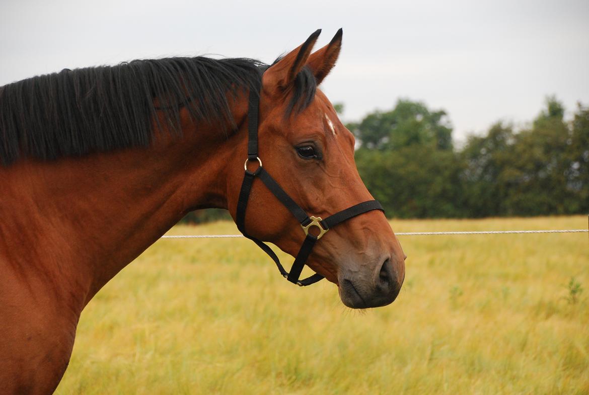 Tysk Oldenburger Znooze Firfod billede 7