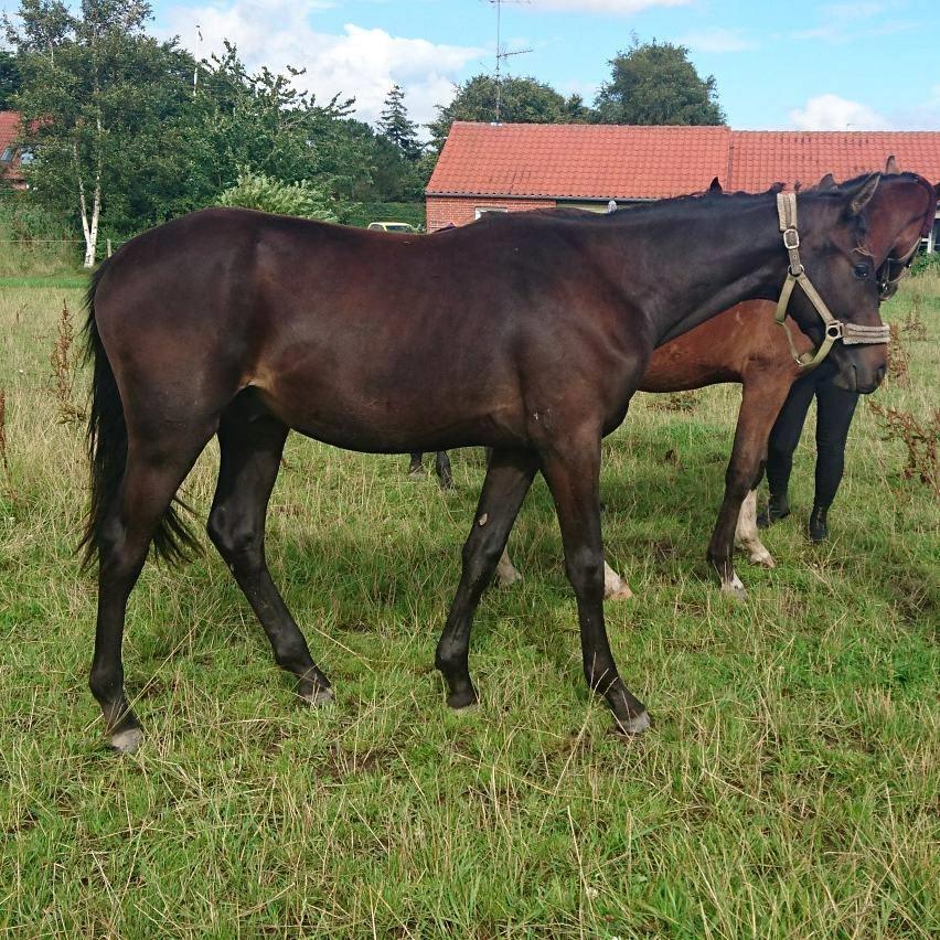 Dansk Varmblod Archibald af Skanderborg - Archibald på sommergræs august 2017. billede 11