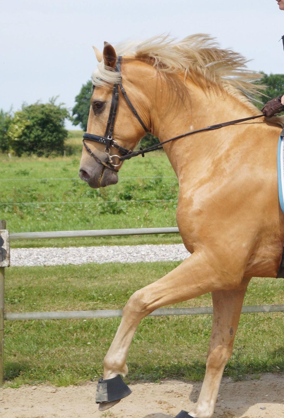 Palomino Hedegaards Colmar Blue billede 5