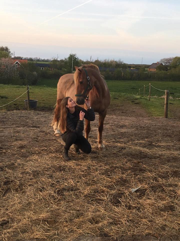 Welsh Cob (sec D) Rudi billede 4