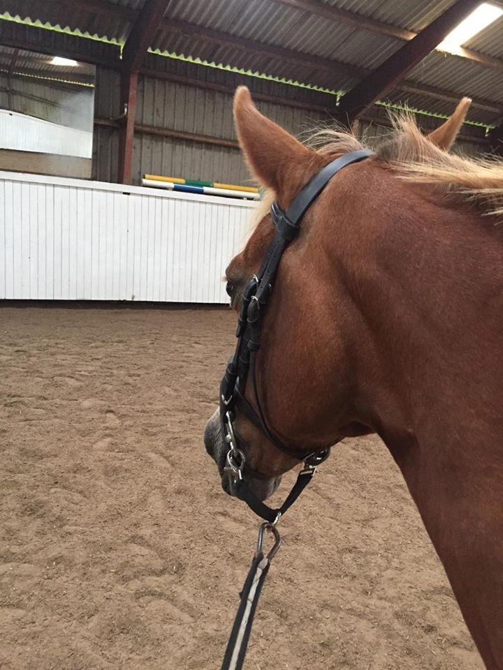 Welsh Cob (sec D) Rudi billede 3