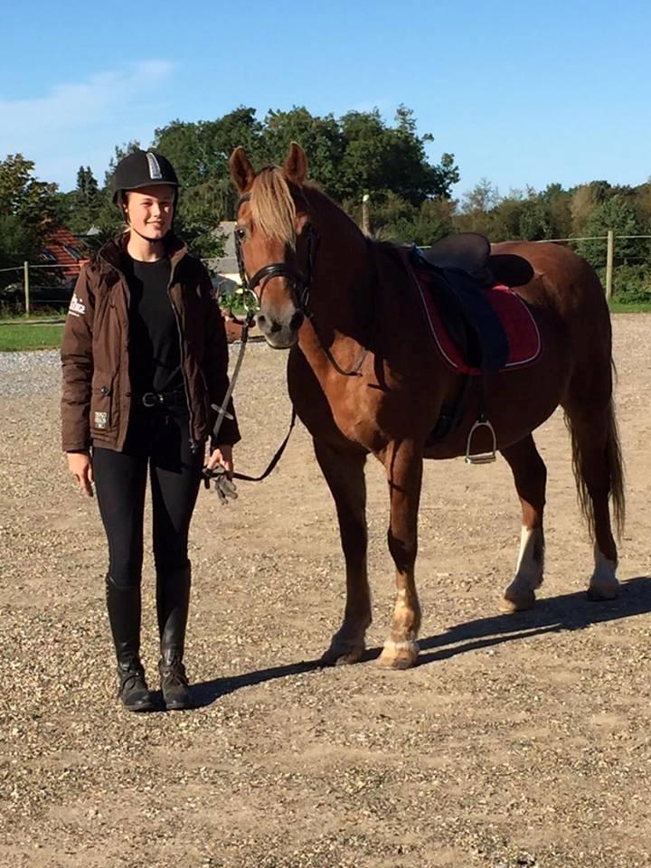 Welsh Cob (sec D) Rudi billede 1