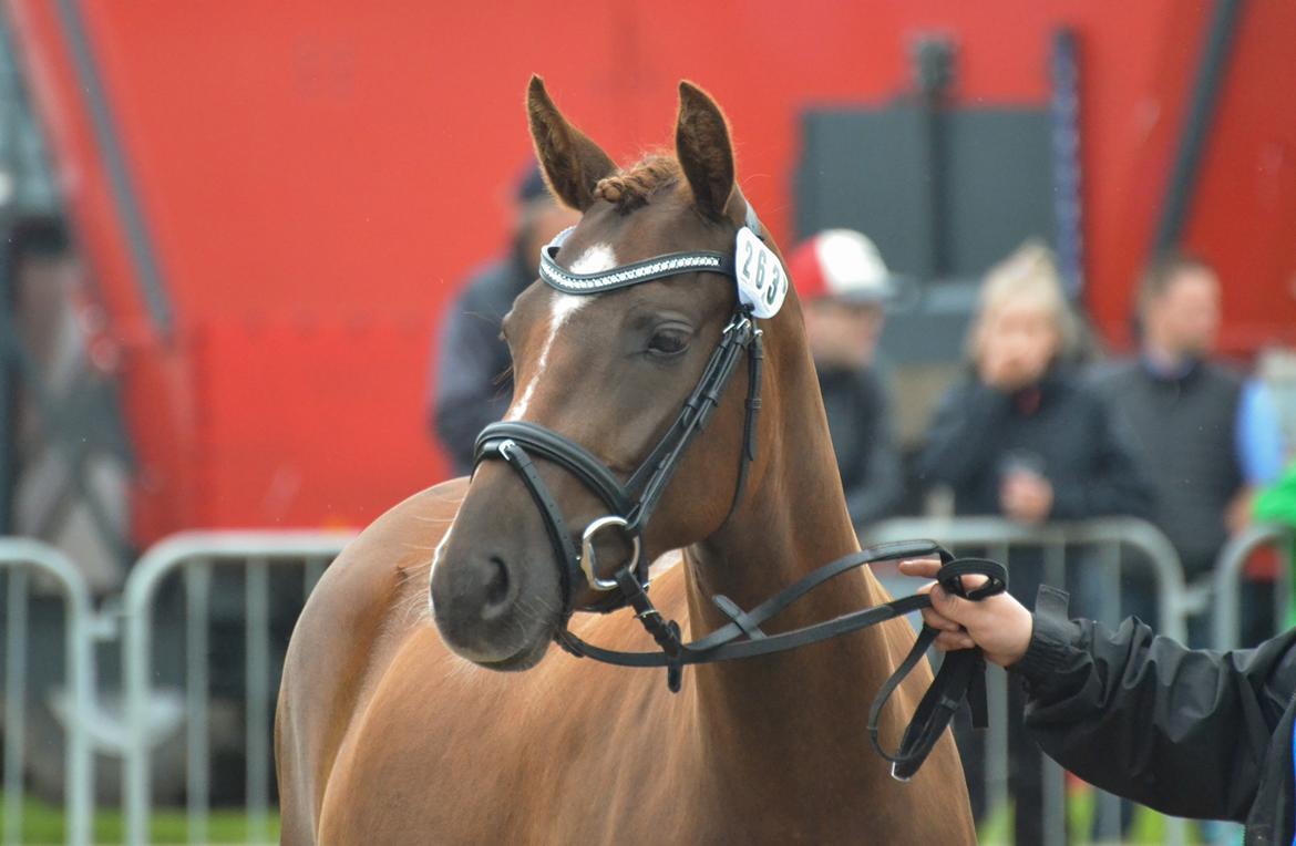 DSP Miss Liberty billede 8