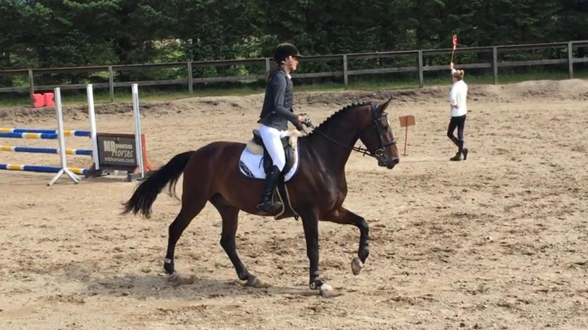 Anden særlig race Jackson Landie billede 3