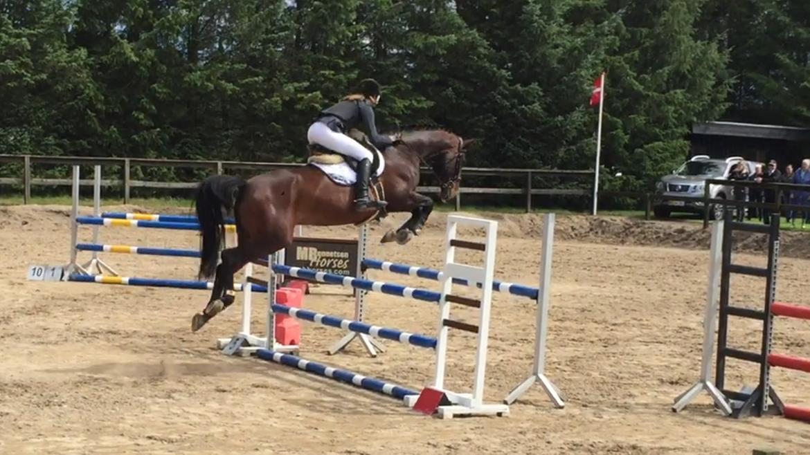 Anden særlig race Jackson Landie billede 2