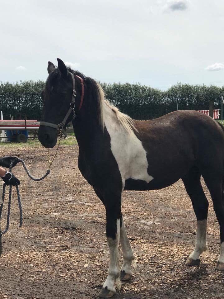 Barockpinto New Star  billede 8