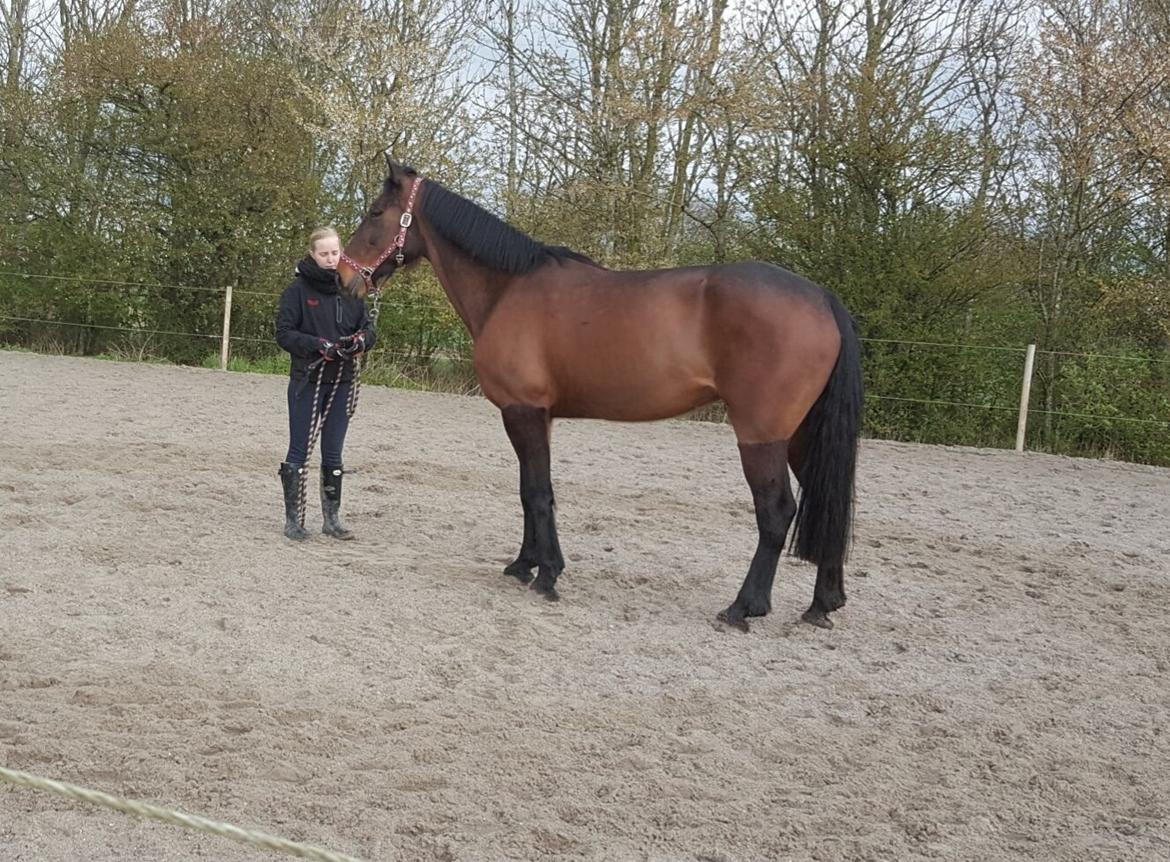 Anden særlig race Sacha  billede 3