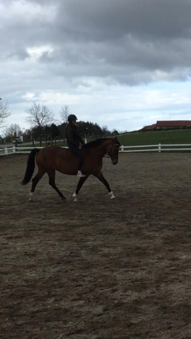 Holstener Luna billede 12