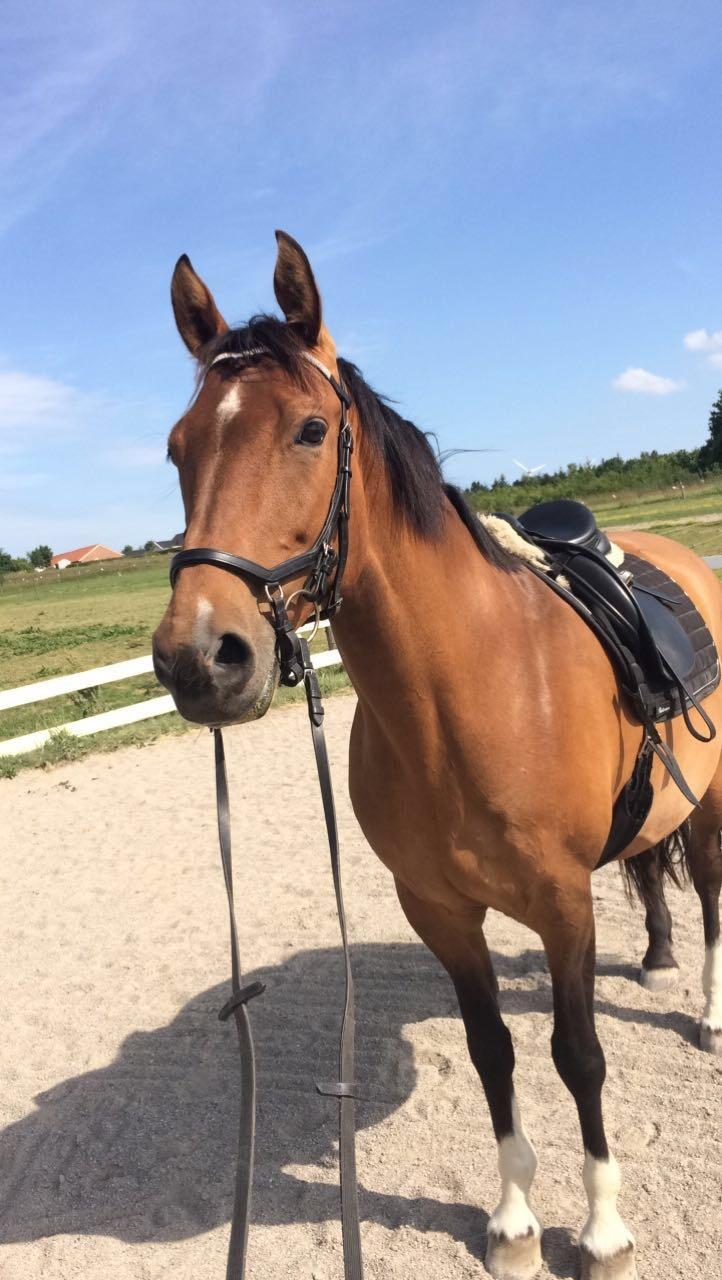 Holstener Luna billede 14