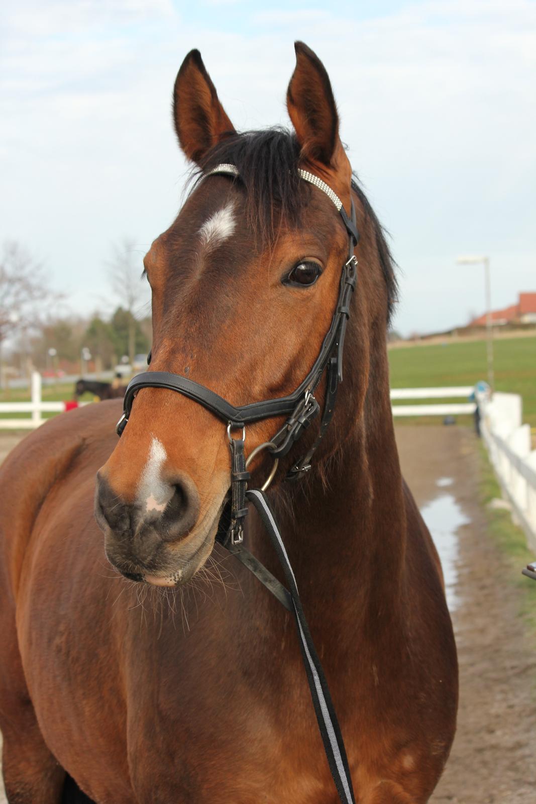 Holstener Luna - I vinterfrakken :P  billede 17