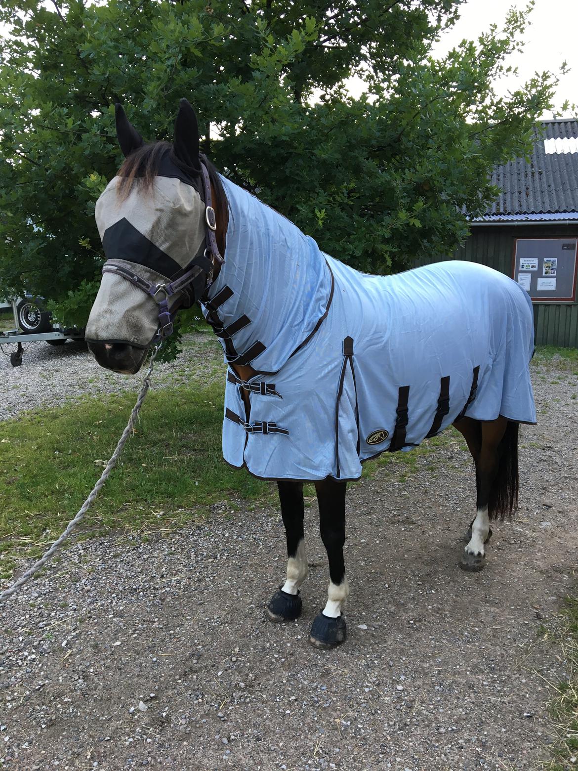 Holstener Luna - Klar til kamp mod insekterne  billede 19