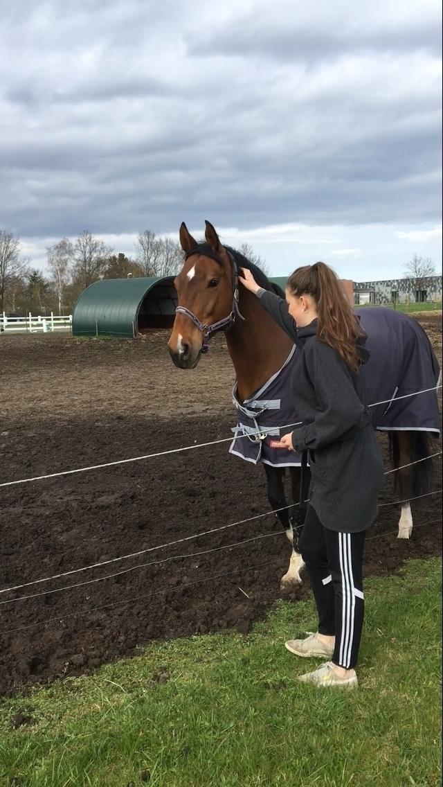 Holstener Luna billede 7