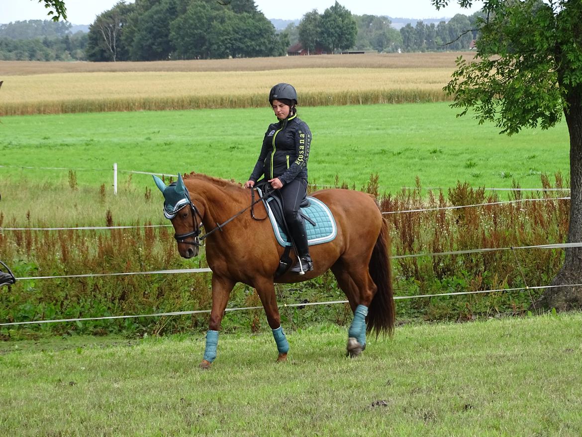 Fuldblod (XX) Jasmin - Stald Løgtved 5/8-17 billede 1