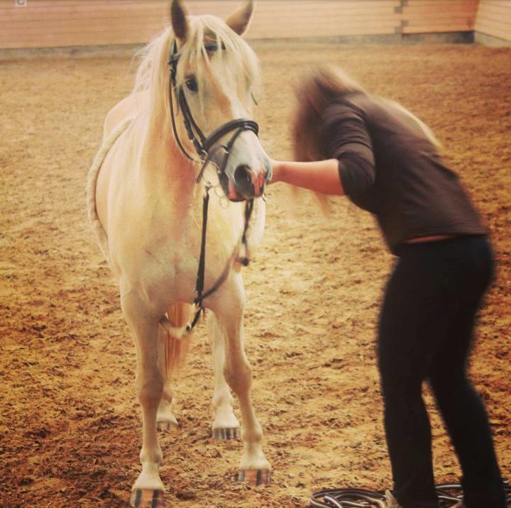 Haflinger Naomi af åtte bjerge billede 14