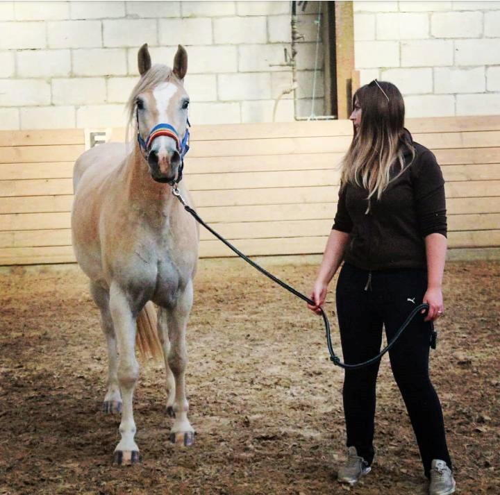 Haflinger Naomi af åtte bjerge billede 16