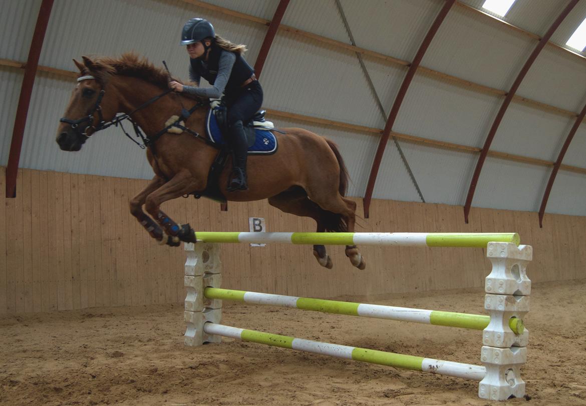 Svensk Sportspony  Casco <3 - Springtræning 8 august, sjov vinkel og seriøst ansigtudtryk :-)  billede 20