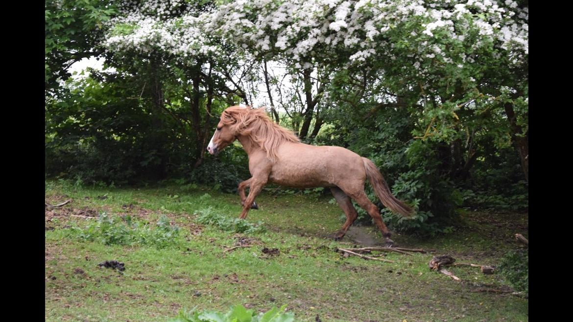 Islænder Emma fra Kalsiggård billede 2