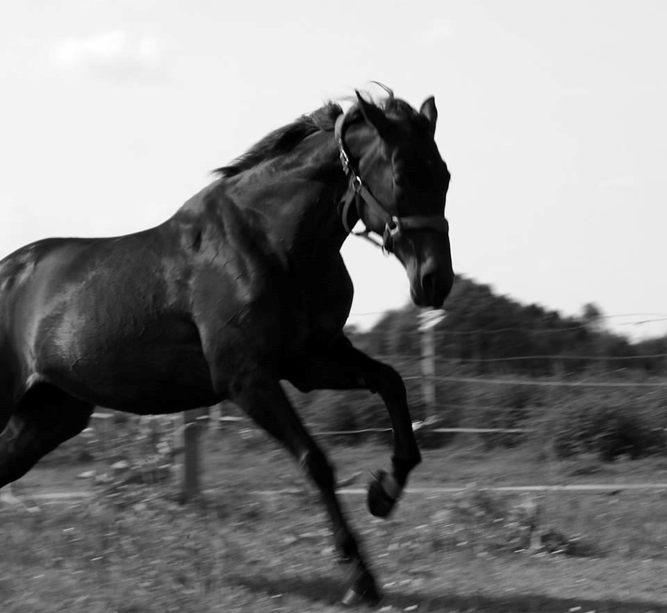 Dansk Varmblod Madel juan billede 3