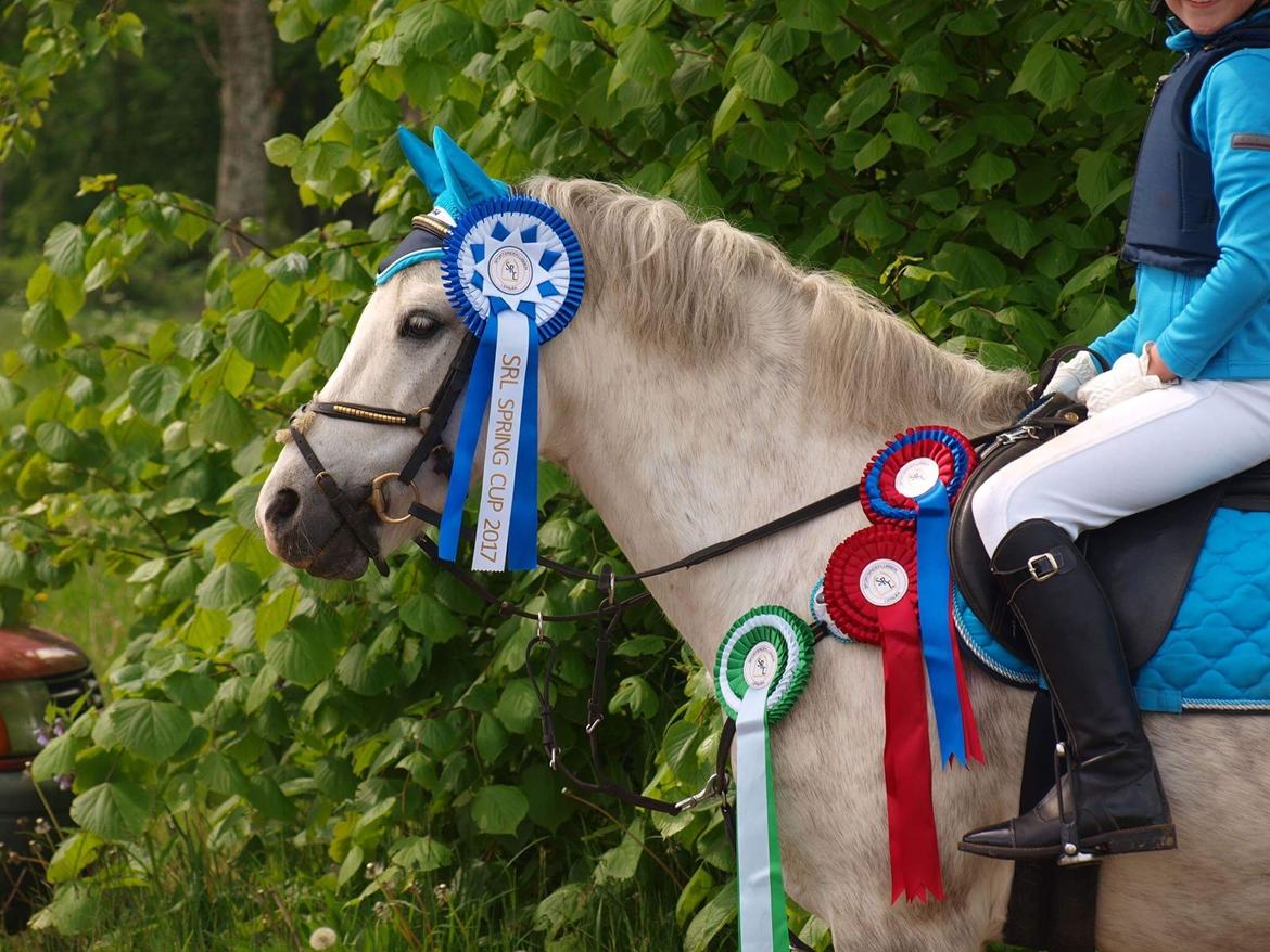 Welsh Pony (sec B) Bakkegaarden's Sputnik - 2 plads i spring cuppen 2017 billede 1