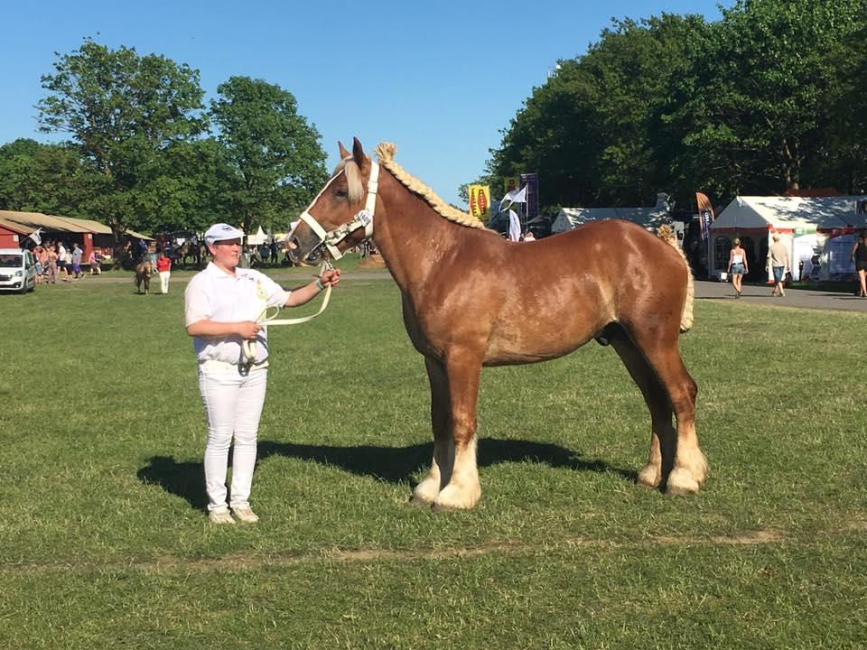 Belgier Samson af søtofte - Roskilde Dyrskue 2017 billede 9