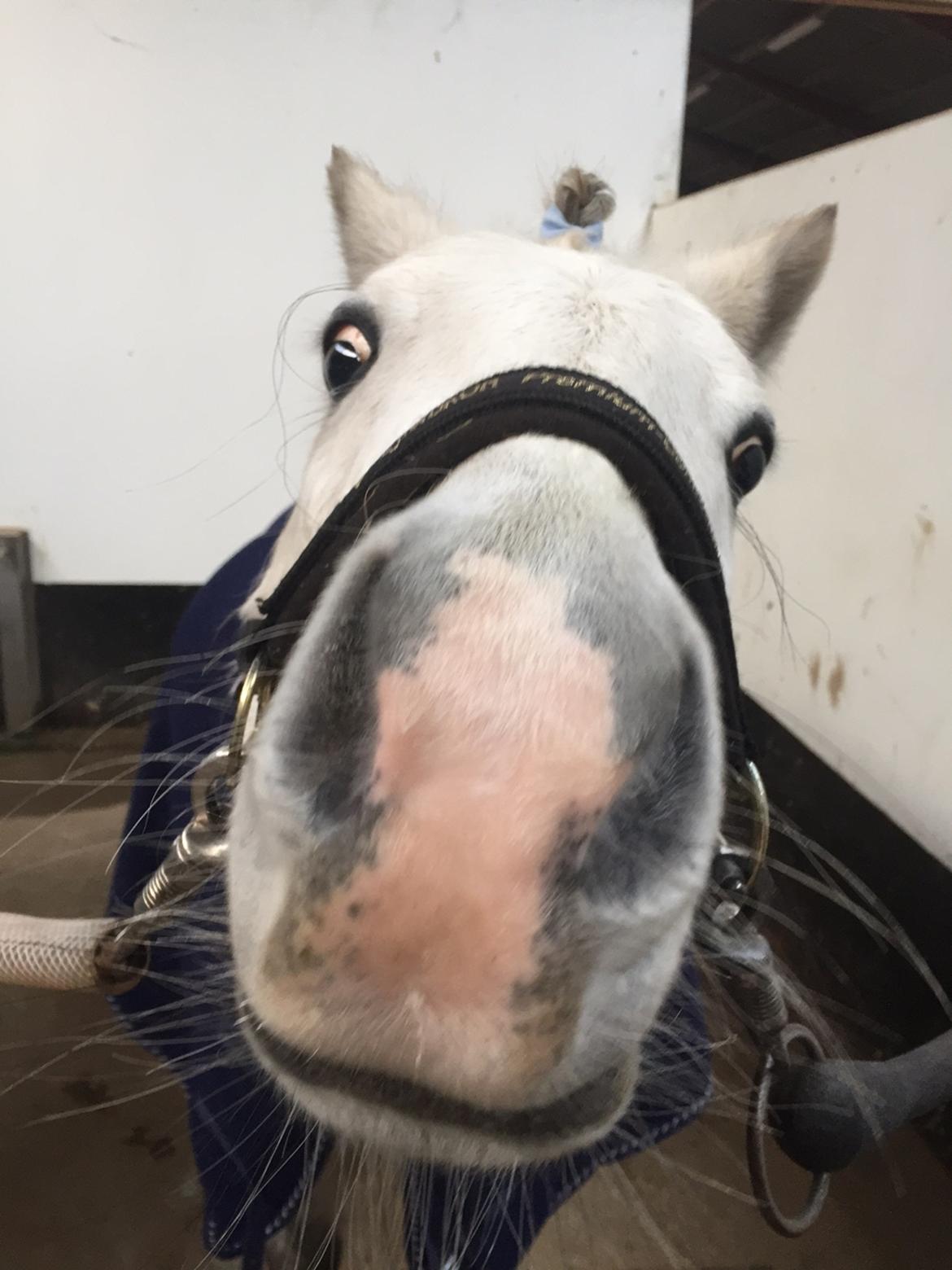 Welsh Pony (sec B) Bakkegaarden's Sputnik - nysgeri 🙉 billede 4