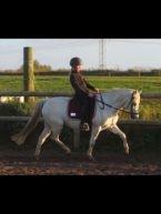 Welsh Pony (sec B) Lyngvejens Kira billede 8