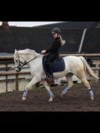 Welsh Pony (sec B) Lyngvejens Kira billede 10