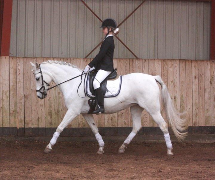 Welsh Pony (sec B) Lyngvejens Kira - LD1 70% (ny ejer) billede 17