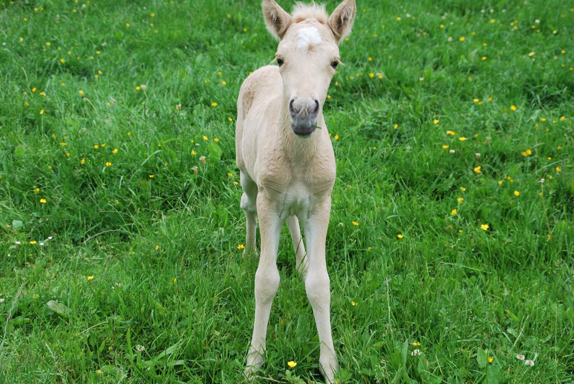 Islænder Öskubuska fra Otte billede 1