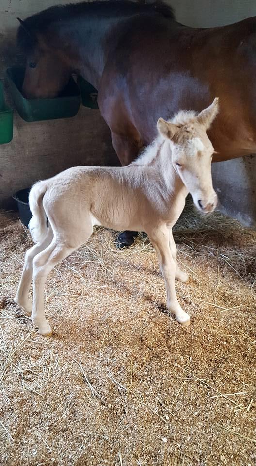 Islænder Öskubuska fra Otte billede 3