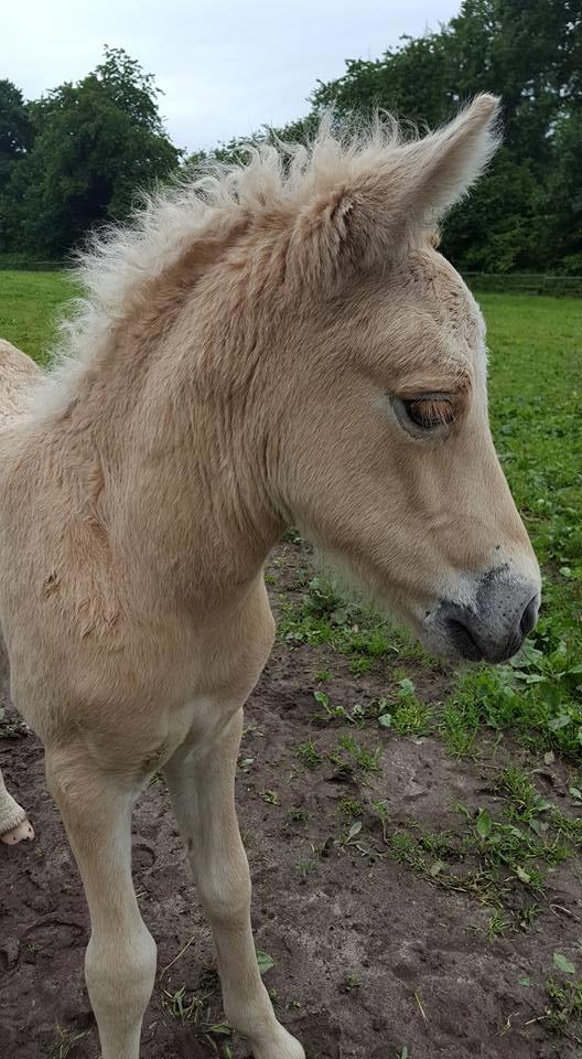 Islænder Öskubuska fra Otte billede 4