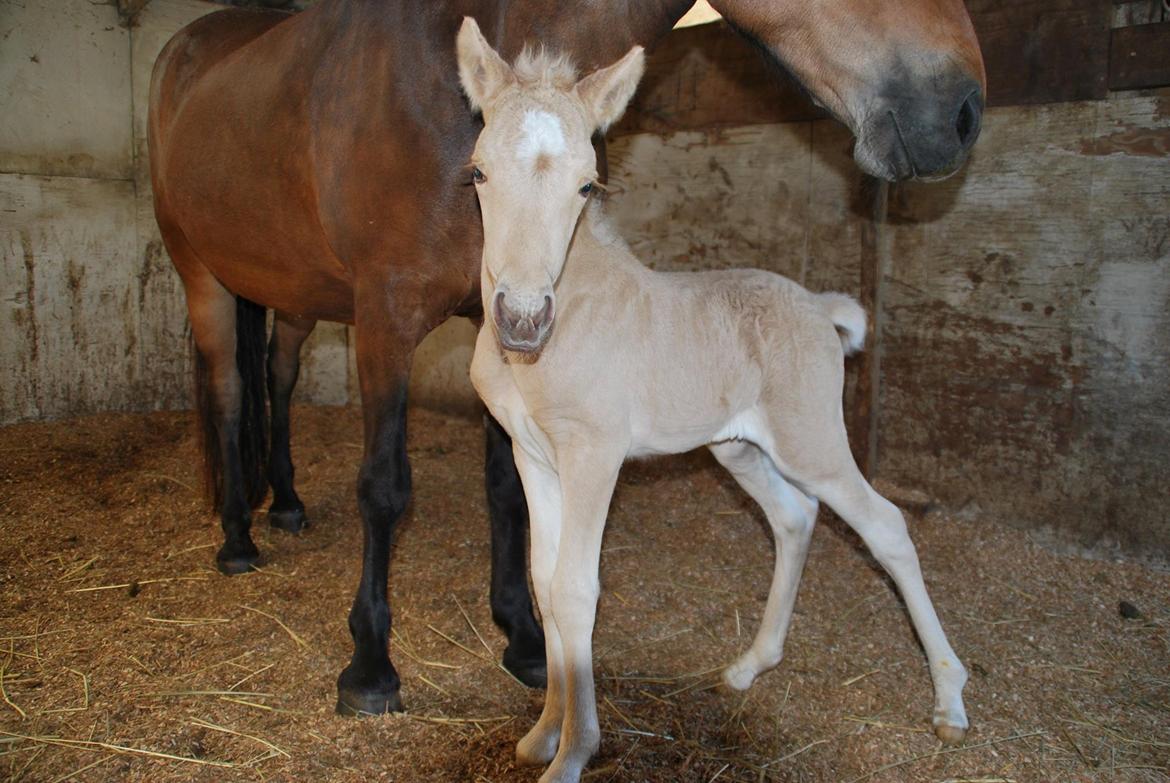 Islænder Öskubuska fra Otte billede 2