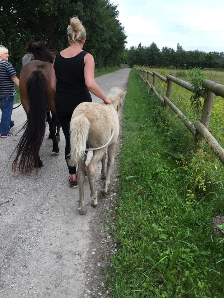 Islænder Öskubuska fra Otte billede 6