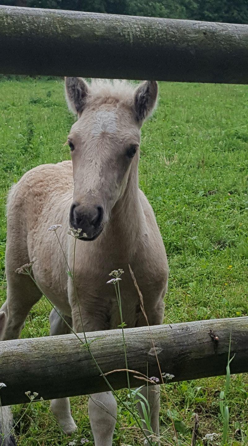 Islænder Öskubuska fra Otte billede 5