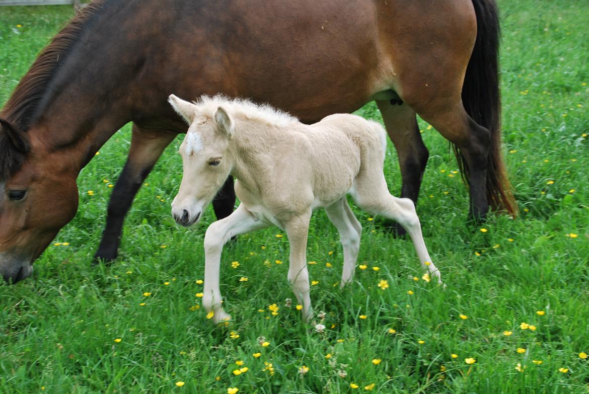 Islænder Öskubuska fra Otte billede 7