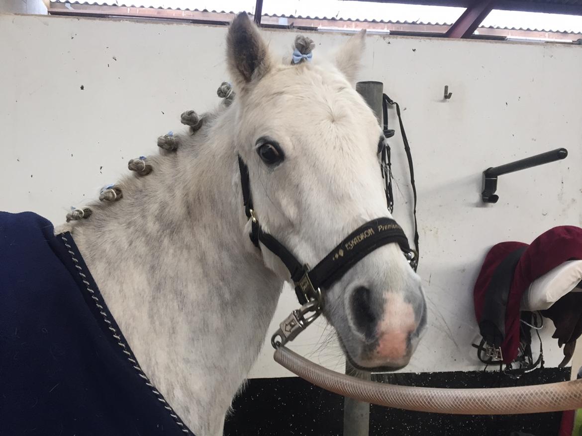Welsh Pony (sec B) Bakkegaarden's Sputnik -  Lækker.... 🙈😘 billede 5