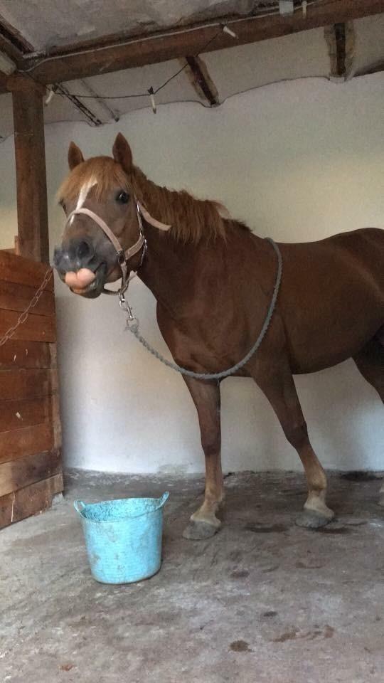 Welsh Cob (sec D) Stenløkkegårds annabell billede 8