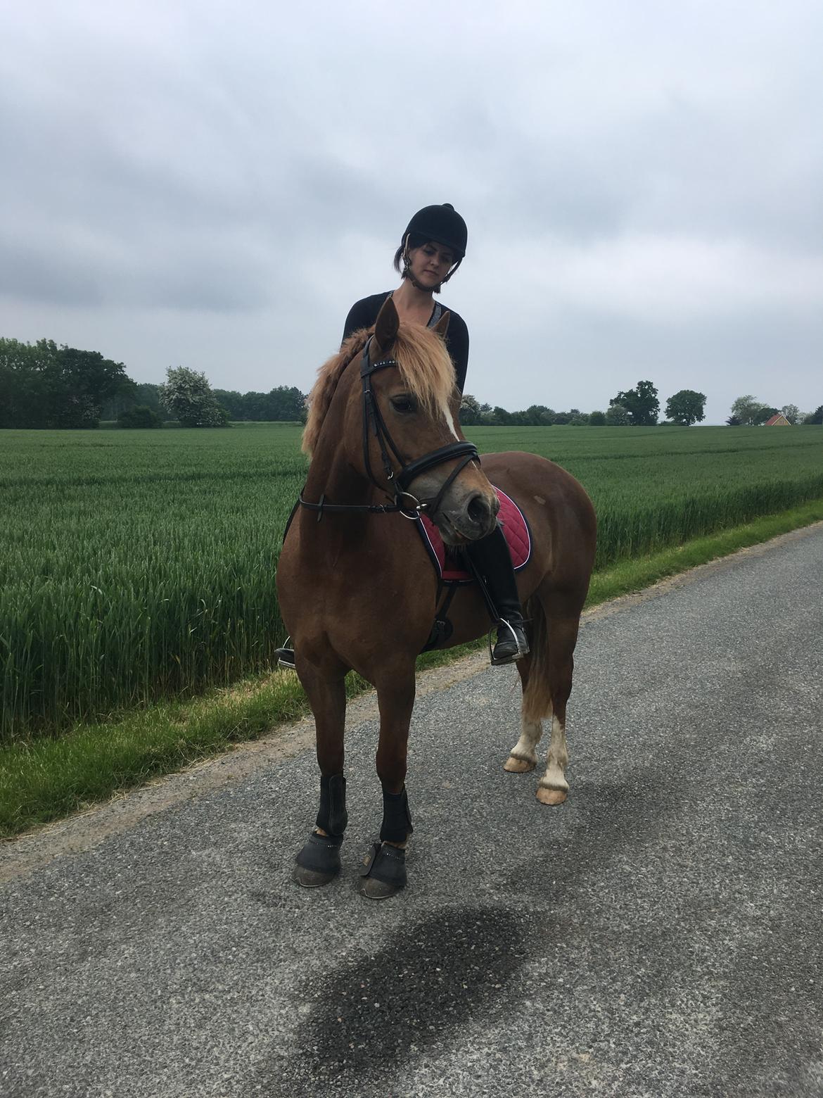 Welsh Cob (sec D) Stenløkkegårds annabell billede 11