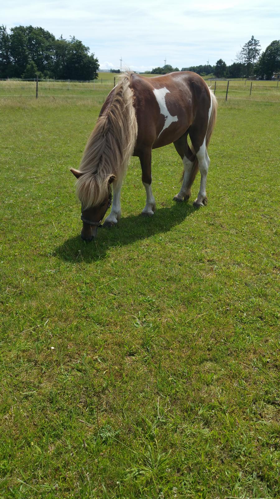 Islænder Flaki fra Toftum  billede 14