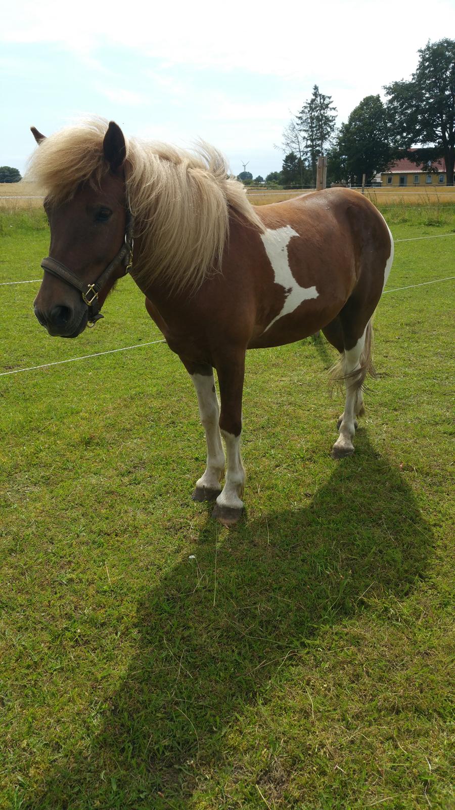 Islænder Flaki fra Toftum  billede 15
