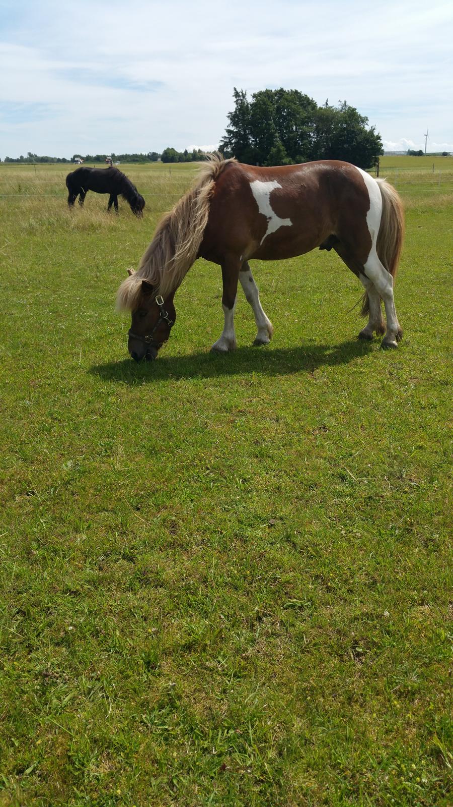 Islænder Flaki fra Toftum  billede 18