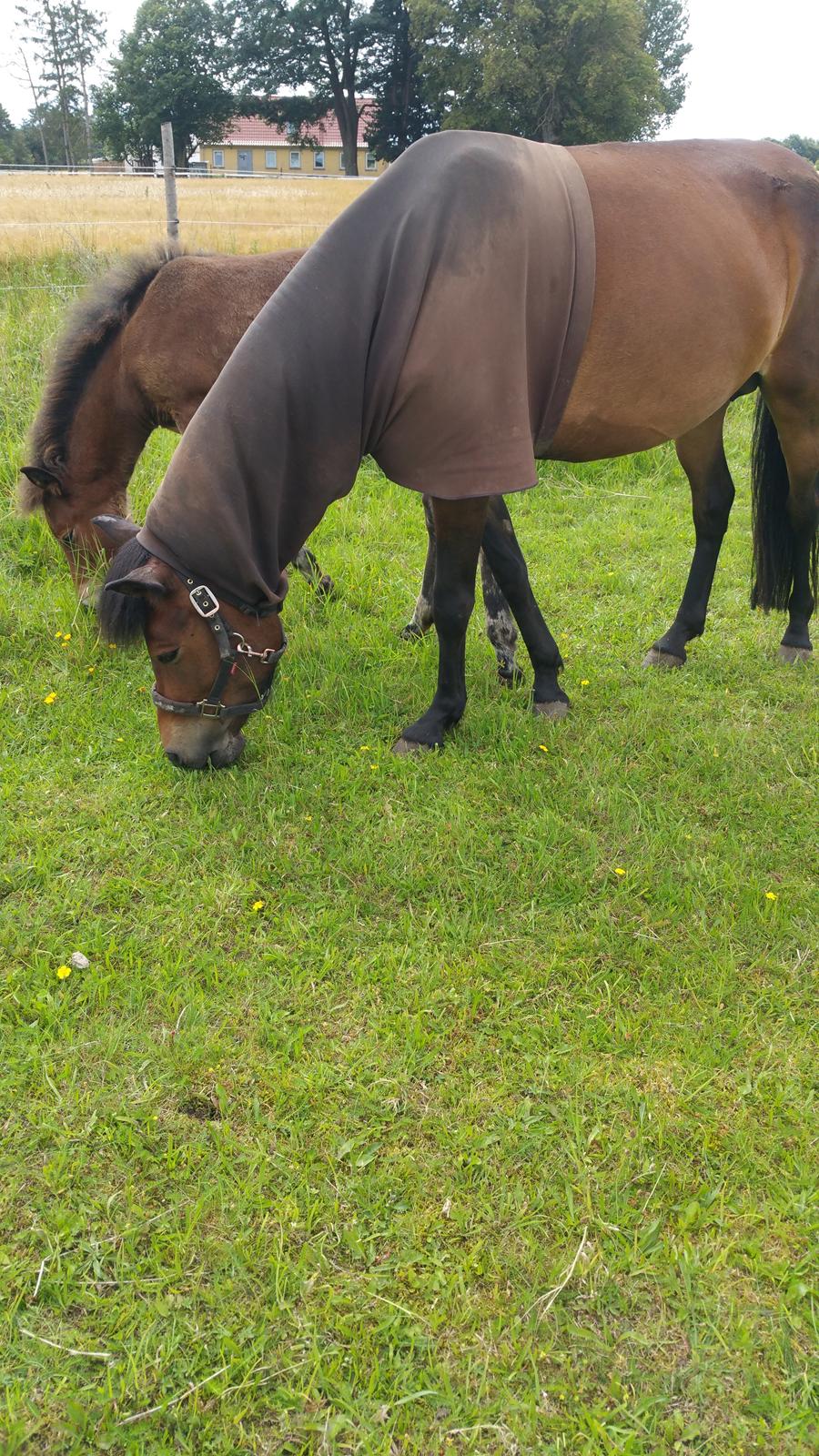 Islænder Ásynja fra Østervang solgt (R.i.P)  billede 7